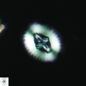 Cruciellipsis cuvillieri cuvillieri 3485