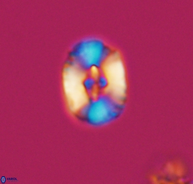 Cruciellipsis cuvillieri cuvillieri 10610