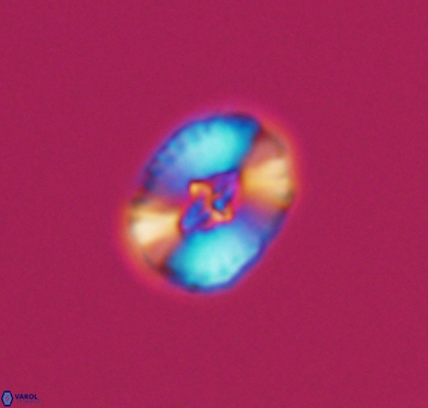 Cruciellipsis cuvillieri cuvillieri 10614