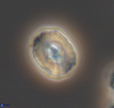 Cruciellipsis cuvillieri cuvillieri 10616