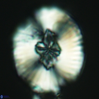 Cruciellipsis cuvillieri grandis 5107