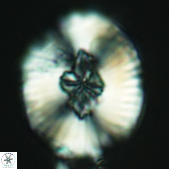 Cruciellipsis cuvillieri grandis 5107