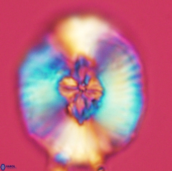 Cruciellipsis cuvillieri grandis 5108