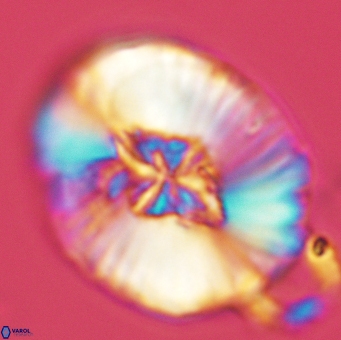 Cruciellipsis cuvillieri grandis 5109