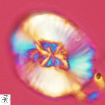 Cruciellipsis cuvillieri grandis 5109