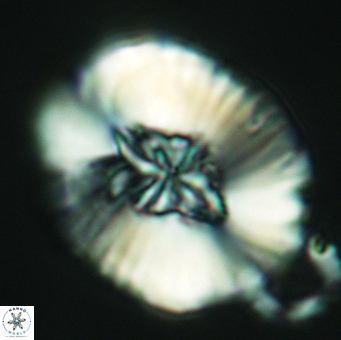 Cruciellipsis cuvillieri grandis 5110