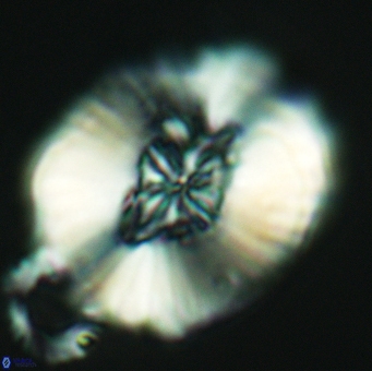 Cruciellipsis cuvillieri grandis 5111