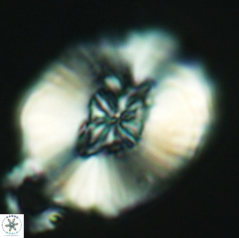Cruciellipsis cuvillieri grandis 5111