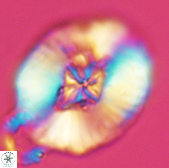 Cruciellipsis cuvillieri grandis 5112