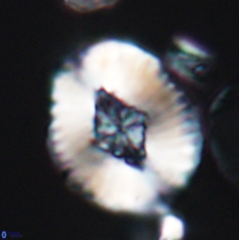 Cruciellipsis cuvillieri grandis 11157