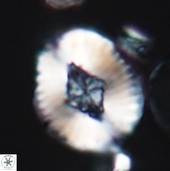 Cruciellipsis cuvillieri grandis 11157