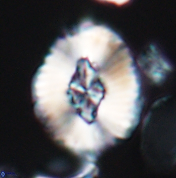 Cruciellipsis cuvillieri grandis 11159