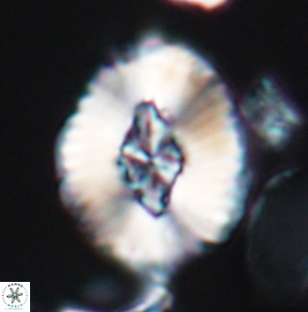 Cruciellipsis cuvillieri grandis 11159