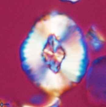 Cruciellipsis cuvillieri grandis 11160