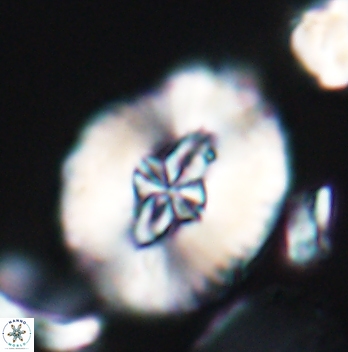 Cruciellipsis cuvillieri grandis 11161