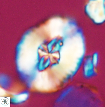 Cruciellipsis cuvillieri grandis 11162