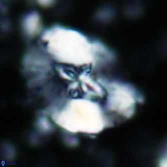 Cruciellipsis cuvillieri grandis 1330