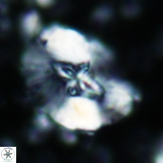 Cruciellipsis cuvillieri grandis 1330