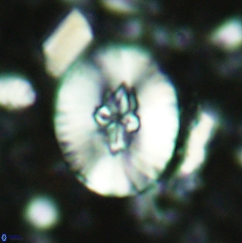 Cruciellipsis cuvillieri grandis 2046