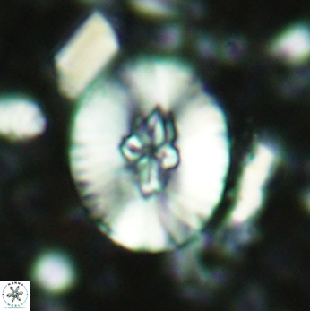 Cruciellipsis cuvillieri grandis 2046