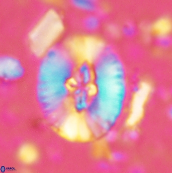 Cruciellipsis cuvillieri grandis 2047