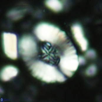 Cruciellipsis cuvillieri grandis 2048