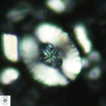 Cruciellipsis cuvillieri grandis 2048