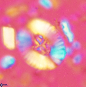 Cruciellipsis cuvillieri grandis 2049