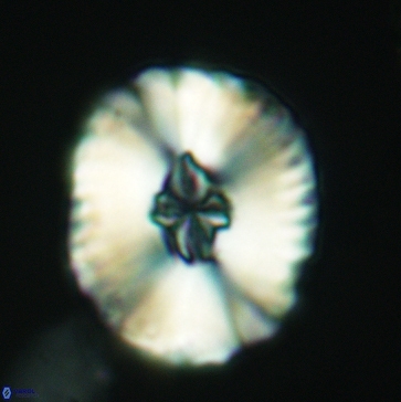 Cruciellipsis cuvillieri grandis 3788