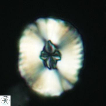 Cruciellipsis cuvillieri grandis 3788