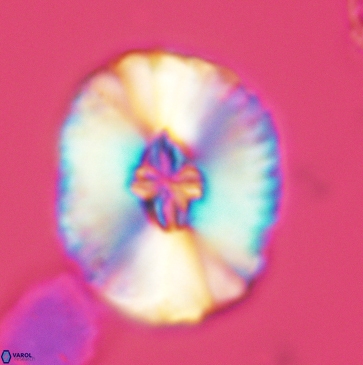 Cruciellipsis cuvillieri grandis 3789