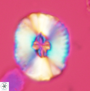 Cruciellipsis cuvillieri grandis 3789