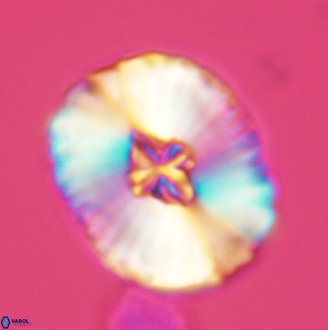 Cruciellipsis cuvillieri grandis 3790