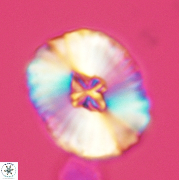 Cruciellipsis cuvillieri grandis 3790