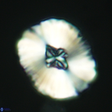 Cruciellipsis cuvillieri grandis 3791