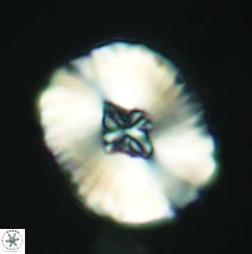 Cruciellipsis cuvillieri grandis 3791