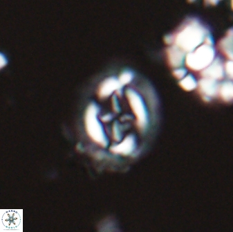 Cruciplacolithus oulchyensis 22654