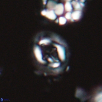 Cruciplacolithus oulchyensis 22656