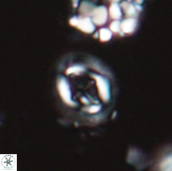 Cruciplacolithus oulchyensis 22656