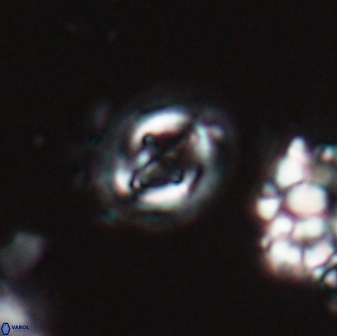 Cruciplacolithus oulchyensis 22658