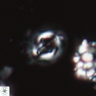 Cruciplacolithus oulchyensis 22658