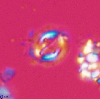 Cruciplacolithus oulchyensis 22659