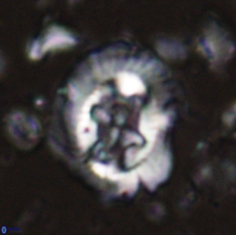 Cruciplacolithus asymmetricus 43640