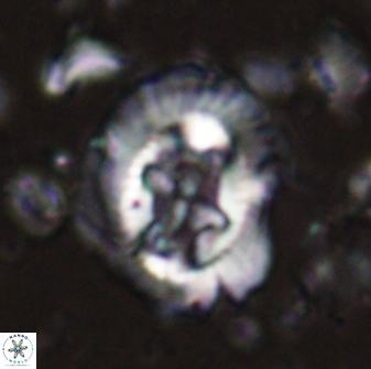 Cruciplacolithus asymmetricus 43640
