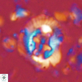 Cruciplacolithus asymmetricus 43641