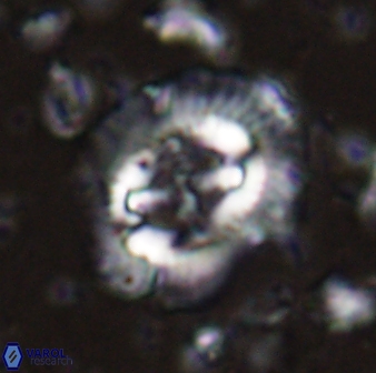 Cruciplacolithus asymmetricus 43642