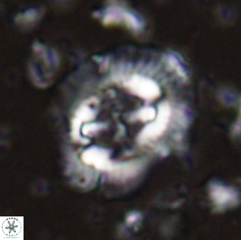 Cruciplacolithus asymmetricus 43642