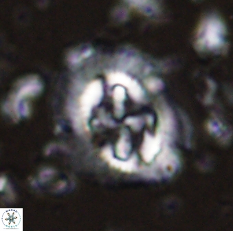 Cruciplacolithus asymmetricus 43644
