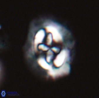 Cruciplacolithus asymmetricus 22918