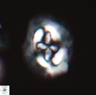 Cruciplacolithus asymmetricus 22918